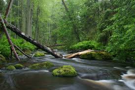 Nature 1